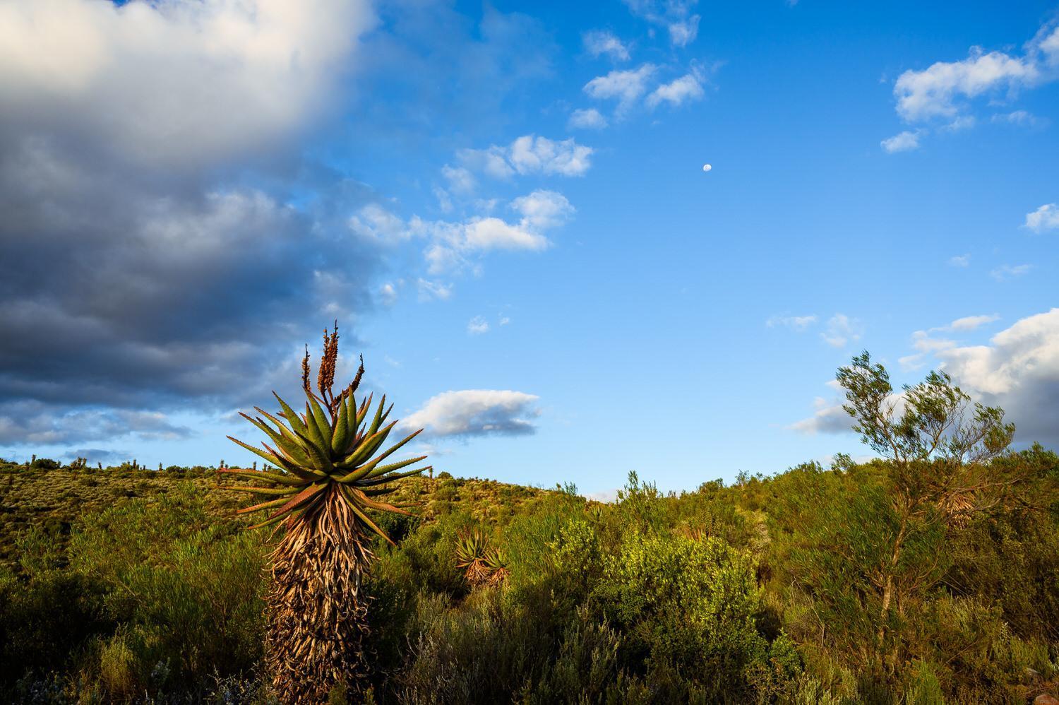 Le Petit Karoo Ranch Oudtshoorn Exterior foto