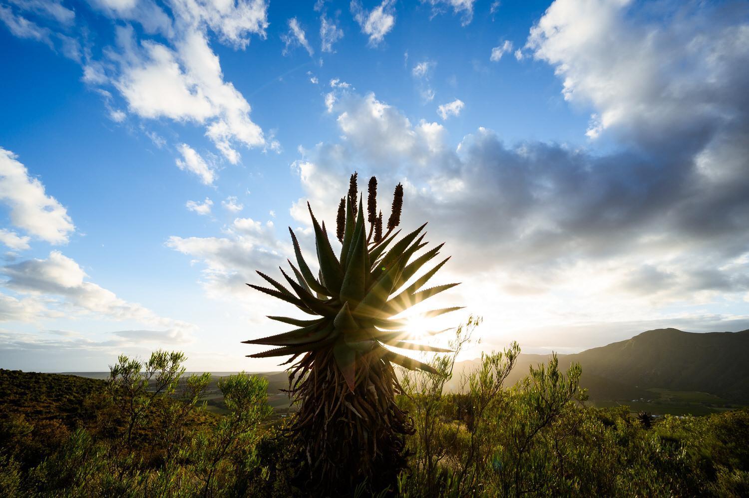 Le Petit Karoo Ranch Oudtshoorn Exterior foto